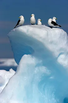 Black-legged Kittiwake (Rissa tridactyla) on ice. Floe edge, Arctic Bay, Nunavut, Canada Black-legged Kittiwake (Rissa tridactyla) on ice. Floe edge, Arctic Bay, Nunavut, Canada
