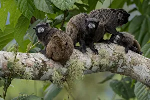 Black-Mantled Tamarin (Saguinus nigricollis) group with social grooming, Sumaco, Napo, Ecuador Black-Mantled Tamarin (Saguinus nigricollis) group with social grooming, Sumaco, Napo, Ecuador