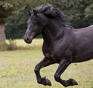 Black Merens stallion running in pasture. Northern France, Europe. February Black Merens stallion running in pasture. Northern France, Europe. February