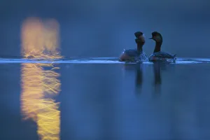 Black necked grebe (Podiceps nigricollis) pair at night, performing their courtship Black necked grebe (Podiceps nigricollis) pair at night, performing their courtship