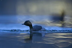 Black necked grebe (Podiceps nigricollis) adult foraging at night and catching mosquitoes Black necked grebe (Podiceps nigricollis) adult foraging at night and catching mosquitoes