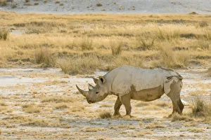 Black rhino (Diceros bicornis) and dry grasses, Etosha National Park, Namibia Black rhino (Diceros bicornis) and dry grasses, Etosha National Park, Namibia