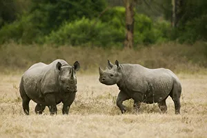 Black rhino (Diceros bicornis) mother and juvenile, Nakuru National Park, Kenya Black rhino (Diceros bicornis) mother and juvenile, Nakuru National Park, Kenya