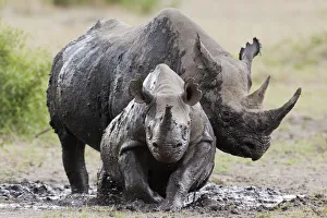 Black rhinoceros (Diceros bicornis) female and young in the mud, Masai-Mara Game Reserve, Kenya Black rhinoceros (Diceros bicornis) female and young in the mud, Masai-Mara Game Reserve, Kenya