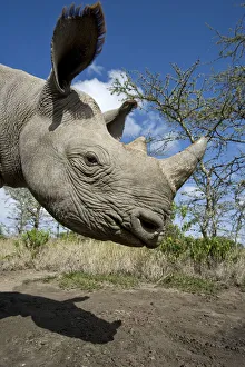 Black rhinoceros (Diceros bicornis) calf, hand reared, Endangered species, Mkhaya Game Reserve Black rhinoceros (Diceros bicornis) calf, hand reared, Endangered species, Mkhaya Game Reserve