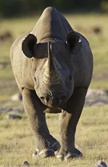 Black rhinoceros (Diceros bicornis) charging, Etosha National Park, Namibia, January Black rhinoceros (Diceros bicornis) charging, Etosha National Park, Namibia, January