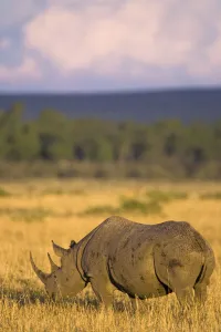 Black rhinoceros {Diceros bicornis} grazing, Masai Mara GR, Kenya Black rhinoceros {Diceros bicornis} grazing, Masai Mara GR, Kenya