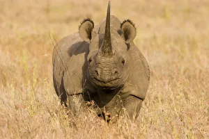 Black Rhinoceros {Diceros bicornis} portrait, Kenya Black Rhinoceros {Diceros bicornis} portrait, Kenya