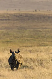 Black rhinoceros (Diceros bicornis) on savanna, Lewa Wildlife Conservancy, Laikipia Black rhinoceros (Diceros bicornis) on savanna, Lewa Wildlife Conservancy, Laikipia