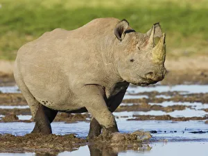 Black rhinoceros {Diceros bicornis} walking in water, Etosha national park, Namibia Black rhinoceros {Diceros bicornis} walking in water, Etosha national park, Namibia
