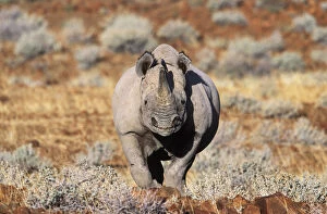 Images Dated 30th June 2003: Black rhinoceros walking, desert {Diceros bicornis} Damaraland, Namibia