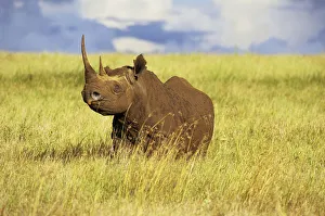 Black rhinocerus (Diceros bicornis) in long grass, Lewa Downs Reserve, Kenya, January Black rhinocerus (Diceros bicornis) in long grass, Lewa Downs Reserve, Kenya, January
