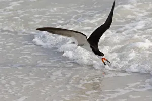 Black skimmer (Rynchops niger) foraging along surf line. Tierra Verde, Florida, USA Black skimmer (Rynchops niger) foraging along surf line. Tierra Verde, Florida, USA
