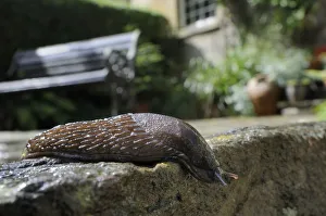 Black slug (Arion ater), brown form, crawling over patio after rain, with house Black slug (Arion ater), brown form, crawling over patio after rain, with house
