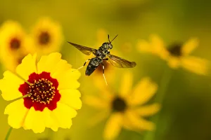 Black soldier fly (Hermetia illucens) flying from flower, Tuscaloosa County, Alabama Black soldier fly (Hermetia illucens) flying from flower, Tuscaloosa County, Alabama