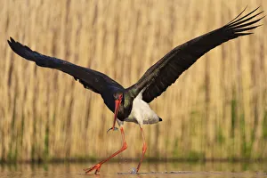 Black stork (Ciconia nigra) fishing, Pusztaszer reserve, Hungary. May Black stork (Ciconia nigra) fishing, Pusztaszer reserve, Hungary. May