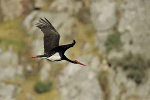 Black stork (Ciconia nigra) in flight, Monfrague National Park, Extremadura, Spain Black stork (Ciconia nigra) in flight, Monfrague National Park, Extremadura, Spain