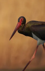 Black stork (Ciconia nigra) Hungary May Black stork (Ciconia nigra) Hungary May