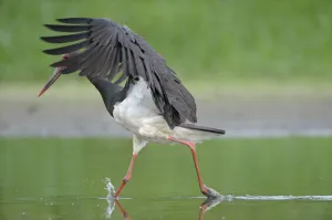 Black stork (Ciconia nigra) just after landing in river, Elbe Biosphere Reserve Black stork (Ciconia nigra) just after landing in river, Elbe Biosphere Reserve