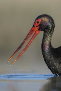 Black stork (Ciconia nigra), portrait, Pusztaszer reserve, Hungary. May Black stork (Ciconia nigra), portrait, Pusztaszer reserve, Hungary. May