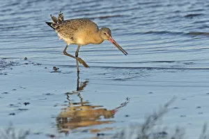 Black-tailed godwit (Limosa limosa) adult in winter plumage feeding on mudflats, The Wash Black-tailed godwit (Limosa limosa) adult in winter plumage feeding on mudflats, The Wash