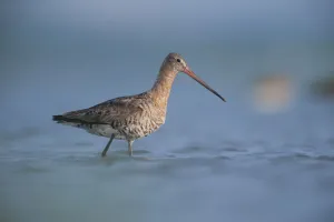 Black tailed godwit (Limosa Limosa) walking through water, Lake Belau, Moldova, June Black tailed godwit (Limosa Limosa) walking through water, Lake Belau, Moldova, June