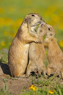 Black-tailed Prairie Dogs (Cynomys ludovicianus), two pups (right) seem to be kissing their parent Black-tailed Prairie Dogs (Cynomys ludovicianus), two pups (right) seem to be kissing their parent