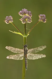 Black-tailed skimmer dragonfly (Orthetrum cancellatum), Westhay SWT reserve Black-tailed skimmer dragonfly (Orthetrum cancellatum), Westhay SWT reserve