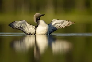 Black-throated diver (Gavia arctica) displaying, Finland, June Black-throated diver (Gavia arctica) displaying, Finland, June
