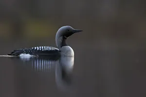 Black-throated Diver (Gavia arctica) Rokua, Finland, May Black-throated Diver (Gavia arctica) Rokua, Finland, May