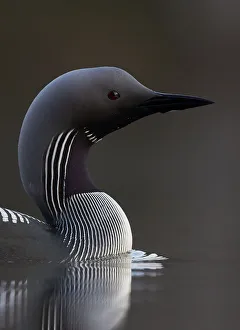Black-throated diver (Gavia arctica) on water, Finland, May Black-throated diver (Gavia arctica) on water, Finland, May