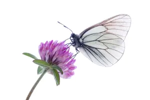Black veined white butterfly (Aporia crataegi) on red clover (Trifolium pratense) Fliess Black veined white butterfly (Aporia crataegi) on red clover (Trifolium pratense) Fliess