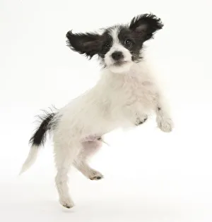 Black and white Jack-a-poo, Jack Russell cross Poodle, pup, 8 weeks old, jumping up Black and white Jack-a-poo, Jack Russell cross Poodle, pup, 8 weeks old, jumping up