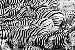 Black and white view of Plains Zebra (Equus quagga) herd, Etosha National Park, Kunene, Namibia Black and white view of Plains Zebra (Equus quagga) herd, Etosha National Park, Kunene, Namibia
