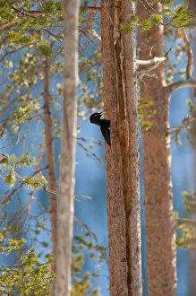 Black woodpecker (Dryocopus martius), in boreal forest, near Posio, Finland Black woodpecker (Dryocopus martius), in boreal forest, near Posio, Finland