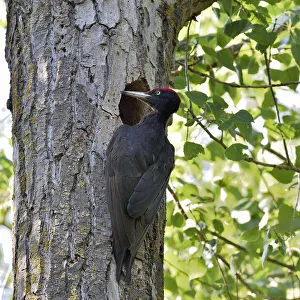 Black woodpecker (Dryocopus martius), male at nest hole. Danube Delta, Romania. May Black woodpecker (Dryocopus martius), male at nest hole. Danube Delta, Romania. May