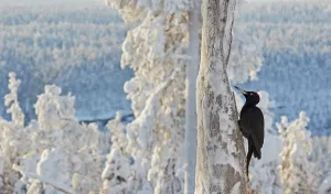 Black woodpecker (Dryocopus martius) male perched on tree trunk, trees covered in hoar frost Black woodpecker (Dryocopus martius) male perched on tree trunk, trees covered in hoar frost