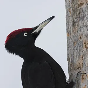 Black woodpecker (Dryocopus martius) male on tree trunk, portrait Black woodpecker (Dryocopus martius) male on tree trunk, portrait