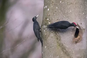Black Woodpecker (Dryocopus martius) male and female, at the nesthole, Germany. December Black Woodpecker (Dryocopus martius) male and female, at the nesthole, Germany. December