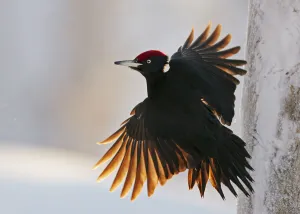 Black Woodpecker male (Dryocopus martius) Finland, January. One branch removed Black Woodpecker male (Dryocopus martius) Finland, January. One branch removed