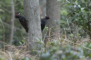 Two Black woodpeckers (Dryocopus martius) males on tree trunk in territorial dispute Two Black woodpeckers (Dryocopus martius) males on tree trunk in territorial dispute