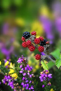 Blackberries (Rubus plicatus) with heather and gorse. Dorset, UK, August Blackberries (Rubus plicatus) with heather and gorse. Dorset, UK, August