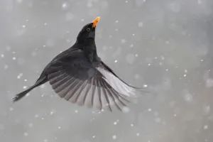 Blackbird (Turdus merula) male in flight during snowfall, Oisterwijk, The Netherlands Blackbird (Turdus merula) male in flight during snowfall, Oisterwijk, The Netherlands