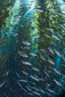 Blacksmiths (Chromis punctipinnis) school swam through a giant kelp (Macrocystis pyrifera) forest Blacksmiths (Chromis punctipinnis) school swam through a giant kelp (Macrocystis pyrifera) forest