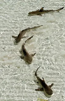 Blacktip reef sharks (Carcharhinus melanopterus) swimming in shallow crystal clear water Blacktip reef sharks (Carcharhinus melanopterus) swimming in shallow crystal clear water