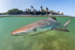 Blacktip shark (Carcharhinus limbatus) pup in a tranquil inlet, Santa Cruz Blacktip shark (Carcharhinus limbatus) pup in a tranquil inlet, Santa Cruz