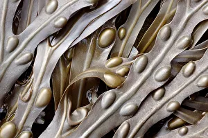 Bladder wrack (Fucus vesiculosus) seaweed. Cornwall, UK Bladder wrack (Fucus vesiculosus) seaweed. Cornwall, UK