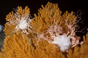 Blanket stars (Gorgonocephalus caputmedusae) climbing Fan coral (Paramuricea placomus) Blanket stars (Gorgonocephalus caputmedusae) climbing Fan coral (Paramuricea placomus)