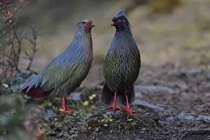 Two Blood pheasant birds (Ithaginis cruentus) males Baima Snow Mountain Nature Reserve Two Blood pheasant birds (Ithaginis cruentus) males Baima Snow Mountain Nature Reserve
