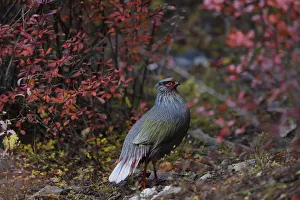 Blood pheasant (Ithaginis cruentus) male, Baima Snow Mountain Nature Reserve, Yunnan Blood pheasant (Ithaginis cruentus) male, Baima Snow Mountain Nature Reserve, Yunnan